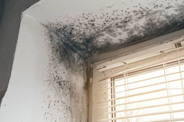Affordable Mold Cleanup solutions in Lakeside, VA